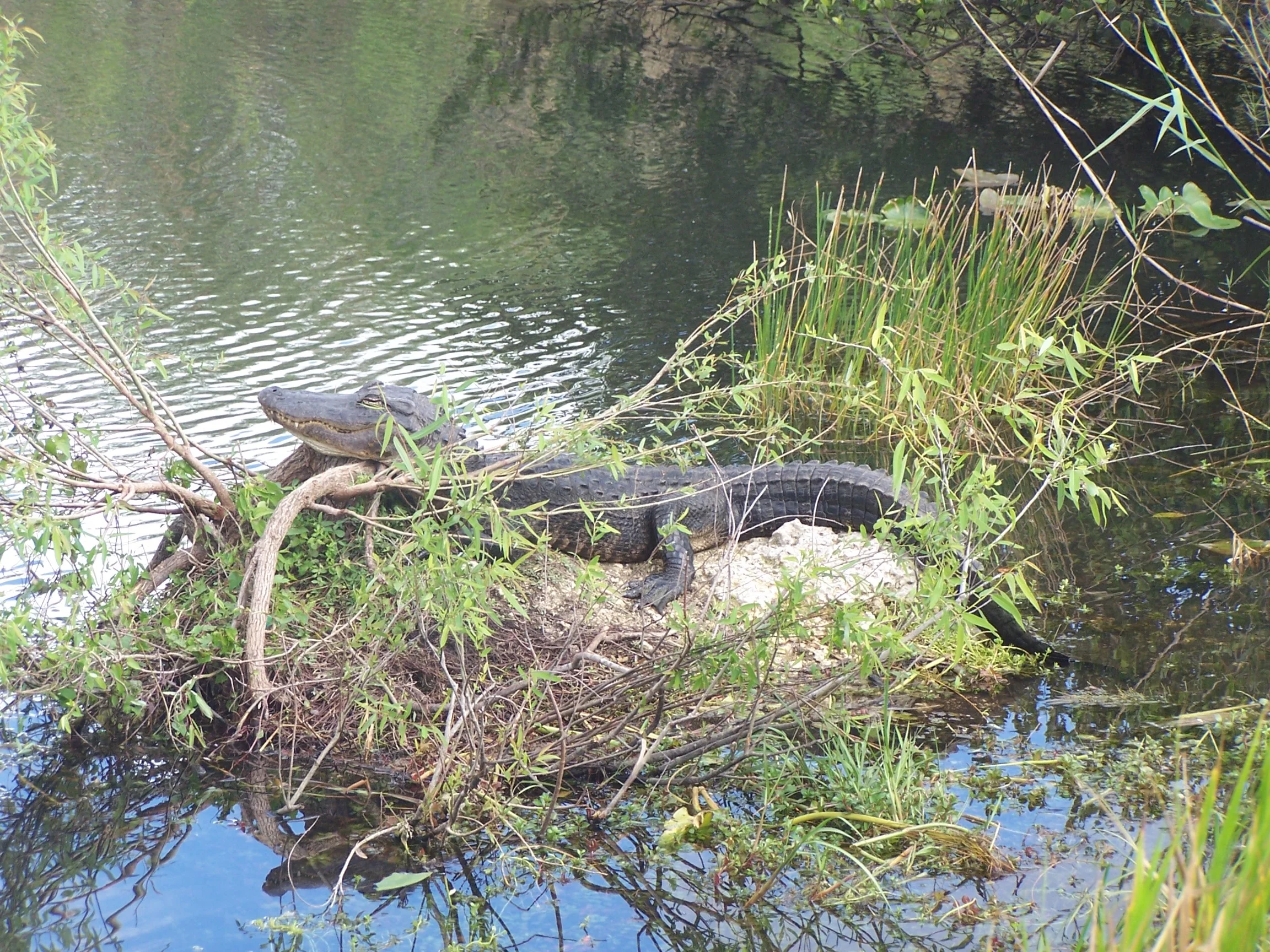 Are dinosaurs still alive today?